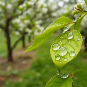 Pioggia d’Aprile, Ogni Goccia Vale Mille: Significato del Proverbio