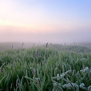 Gelare come il prato all’alba: значение, происхождение и как использовать