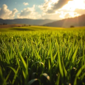 Crescere come l’erba dopo la pioggia Meaning, Origin and Real-life Examples