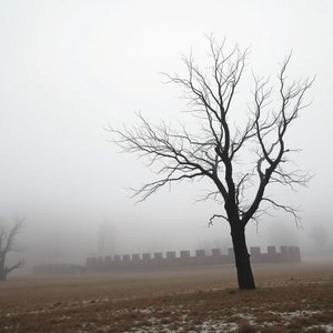 Essere come un albero spoglio signification, exemples et utilisation