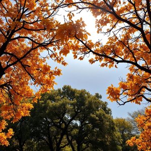 L’autunno insegna il distacco Aprenda a Aceitar Mudanças com Sabedoria